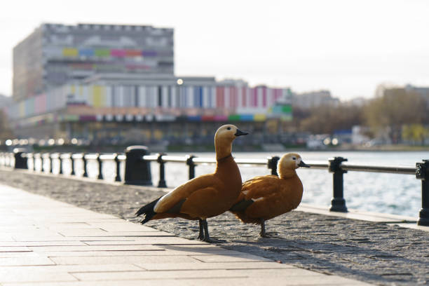 kaczki na ulicy miejskiej w czasie pandemii koronawirusa - duck pond mandarin red zdjęcia i obrazy z banku zdjęć