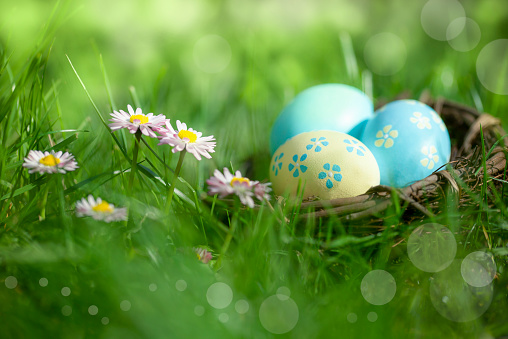 Beautiful Easter decoration - Nest with colorful easter eggs on meadow with daisy flowers in the sunlight