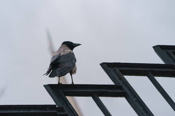 Photography of a raven on a rainy day. A crow sits on a metal fence. Animals theme.