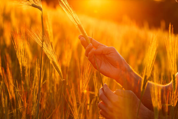 istock Farmer's hands examining crops in the sunset light 1220977676