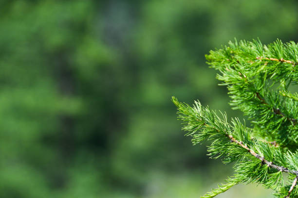 istock Green branches in coniferous forest on summer day 1220977733