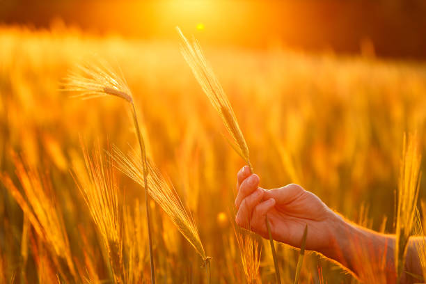 istock Farmer's hands examining crops in the sunset light 1220978294