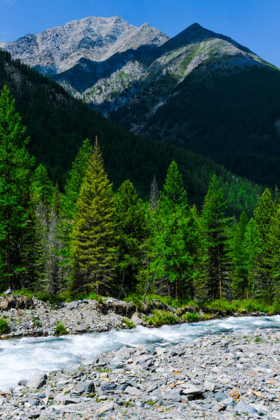 Mountain river in Siberian taiga. Fast stream in coniferous forest. The nature of Altai mountains for Hiking and water travel stock photo