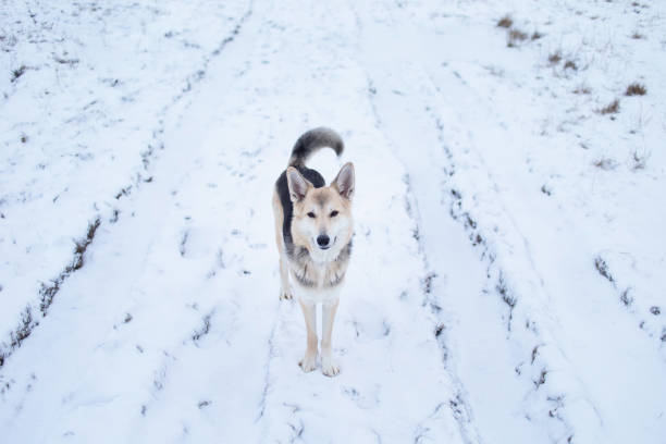 cane di razza mista fuori nel prato invernale - meadow single lane road nature field foto e immagini stock