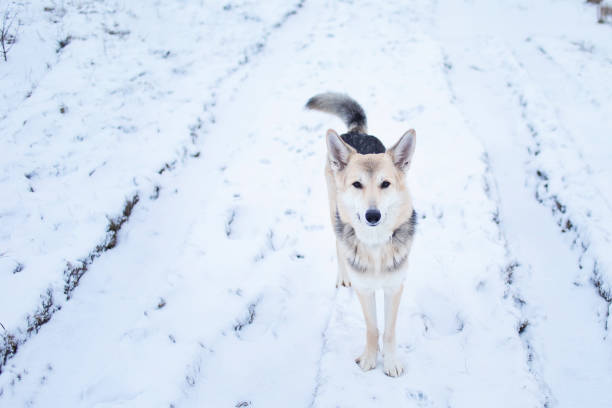 cane di razza mista fuori nel prato invernale - meadow single lane road nature field foto e immagini stock