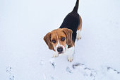 hunderasse-beagle-steht-auf-winterwiese.jpg?b=1&s=170x170&k=20&c=y9B5uHsXohvN-aMlFj6Wq-tKn8uGEDnvrujsbm2dn5g=