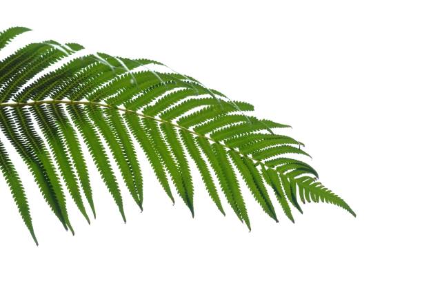 istock Tropical fern leaves on white isolated background for green foliage backdrop 1220979721