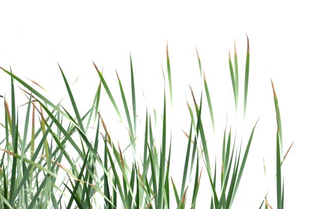 istock Wild grass leaves with wind blowing on white isolated background for green foliage backdrop 1220979824