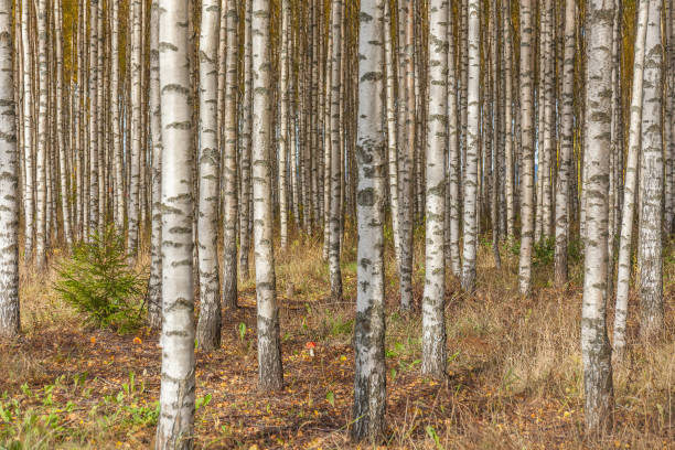 istock Birch trees with fresh green leaves in autumn. Sweden, selective focus 1220984645