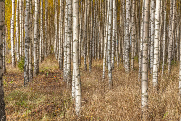 istock Birch trees with fresh green leaves in autumn. Sweden, selective focus 1220984653
