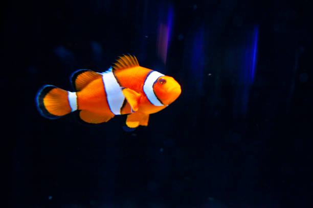 Bright orange clown fish in aquarium