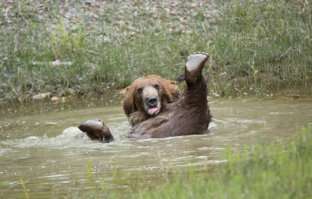 Grizzly bear on back in water funny stock photo