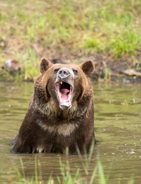 istock Grizzly bear sitting in water with mouth open 1220984975