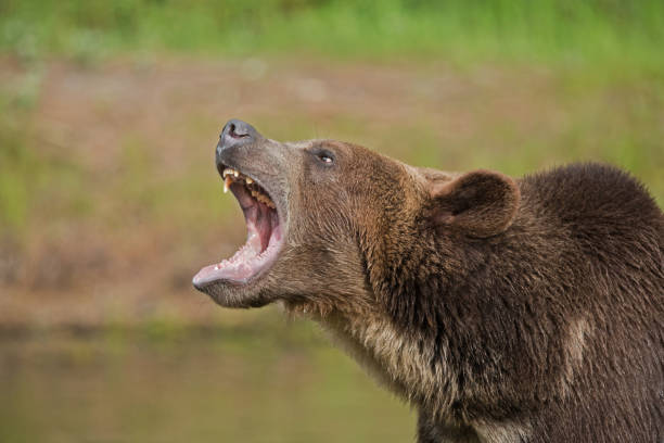 Grizzly bear growling closeup stock photo