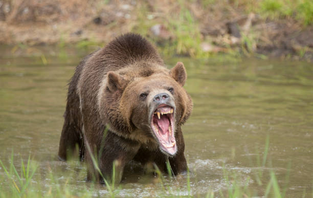 Grizzly bear in water growling, mouth open stock photo