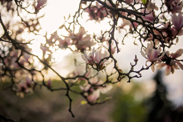 parque da primavera com magnólias florescendo - sweet magnolia tree blossom white - fotografias e filmes do acervo