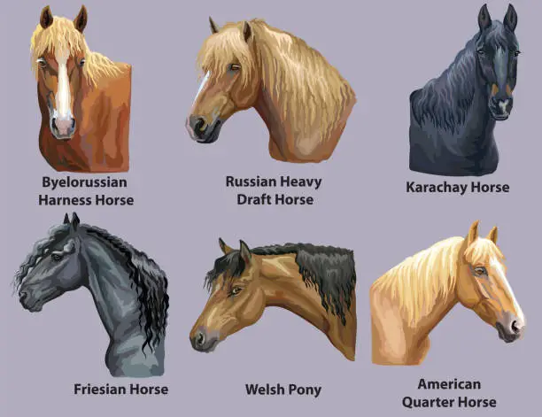 Vector illustration of Set of portraits of horses breeds 2