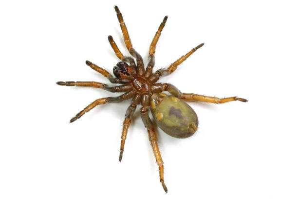 istock spider mygale isolated on a white background 1220986642