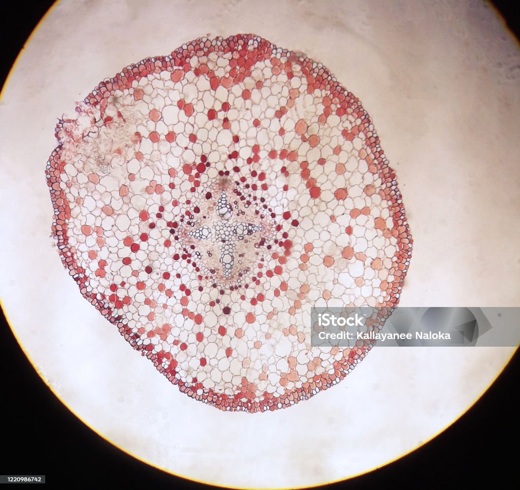 Lateral Roots Microscope Primary Root And Lateral Root Stock Photo - Download Image Now - Botany ...