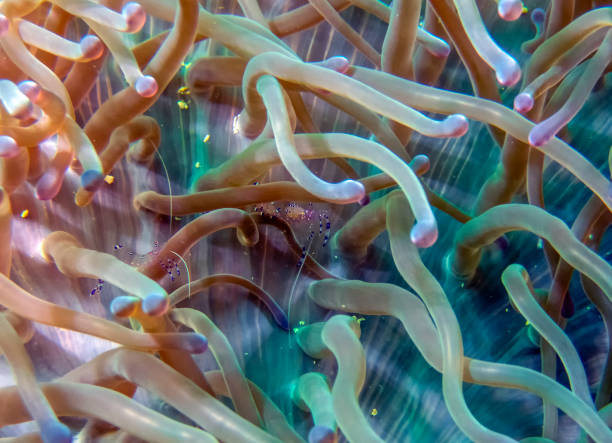 istock A Commensal Shrimp (Ancylomenes tosaensis) in an anemone 1220986915