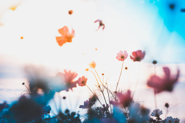 istock Cosmos flowers beautiful 1220986962