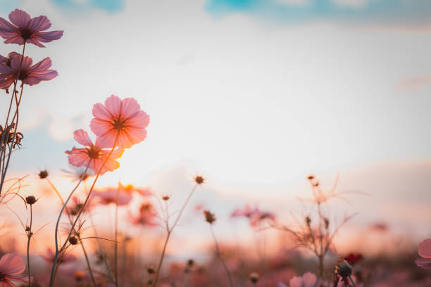 istock Cosmos flowers beautiful 1220986983