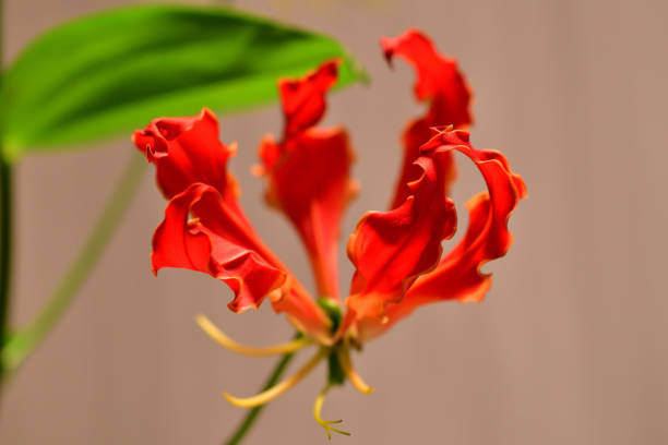 istock Gloriosa/Flame lily/Climbing lily/Glory lily 1220987107