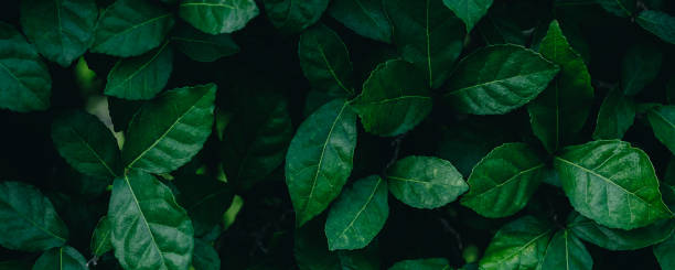 istock green leaves for background and wallpaper 1220987571