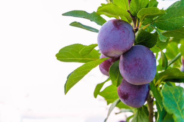 niebieskie owoce śliwki na gałęzi z zielonymi liśćmi na białym tle chmury nieba - plum leaf fruit white zdjęcia i obrazy z banku zdjęć