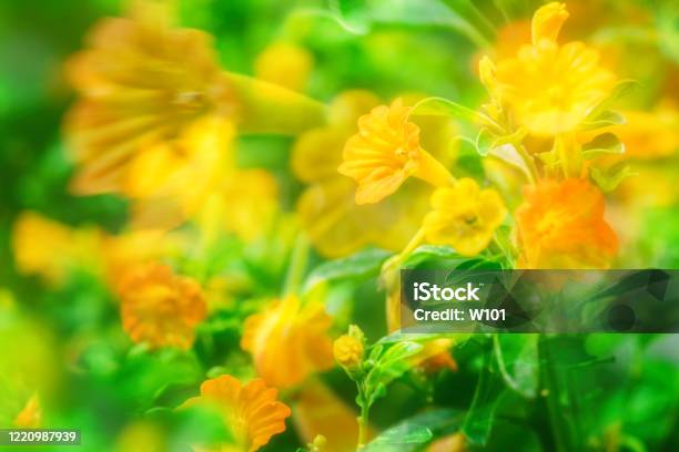 Flower Double Exp Stock Photo - Download Image Now - Macrophotography, Sand, Agricultural Field