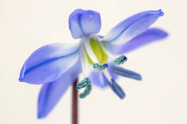 istock Scilla forbesii against a white background 1220988743