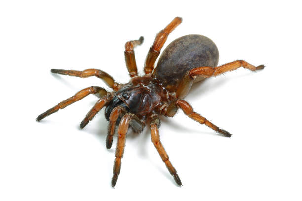 istock spider mygale isolated on a white background 1220988855