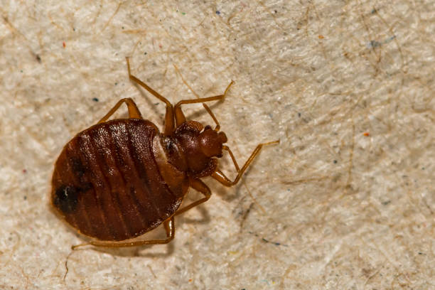Common Bed Bug (Cimex lectularius) A close up of a Common Bed Bug found in Connecticut insecticide photos stock pictures, royalty-free photos & images