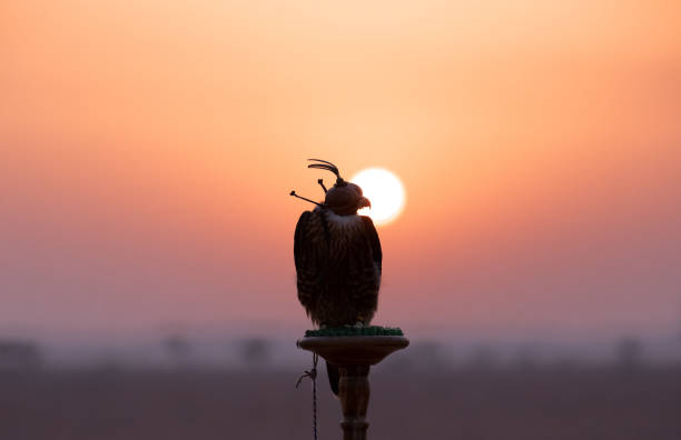 Falcon with eyes covered sitting on a perch. Saker falcon with her eyes covered sitting on a perch in desert in front of a sunrise. Dubai, UAE. saker stock pictures, royalty-free photos & images