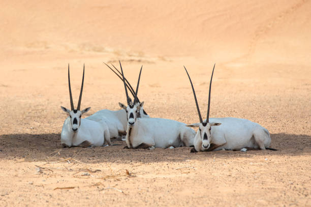 a group of oryxes resting in shade. - oryx gazella leucoryx imagens e fotografias de stock