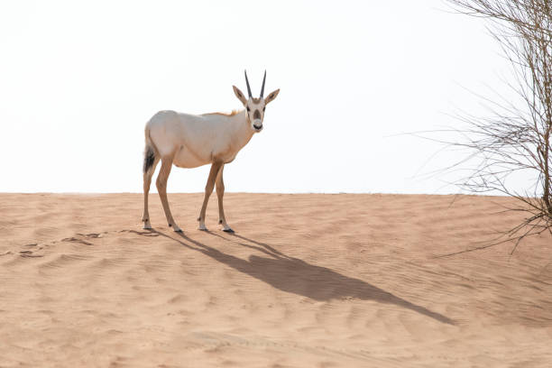 cute baby oryx. - oryx gazella leucoryx imagens e fotografias de stock