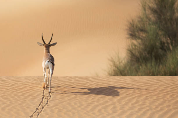 Gazelle stallion walking over dunes.