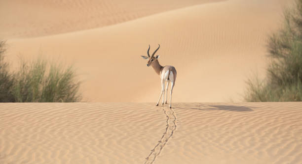istock Gazelle stallion walking over dunes. 1220989358