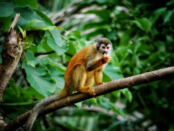 Beautiful squirrel Monkey sitting in a tree in Costa Rica near Arenal Volcano Beautiful squirrel Monkey sitting in a tree in Costa Rica near Arenal Volcano.

Photo shot in Costa Rica near the popular Volcano Arenal. saimiri sciureus stock pictures, royalty-free photos & images