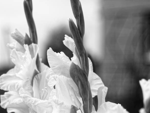 istock gladioli in the garden in summer 1220989430