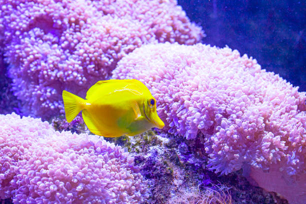 istock Beautiful zebrasoma salt water aquarium fish 1220990388