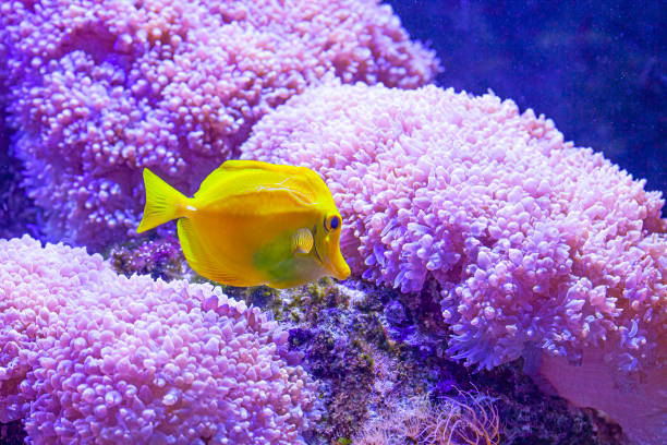 istock Beautiful zebrasoma salt water aquarium fish 1220990736