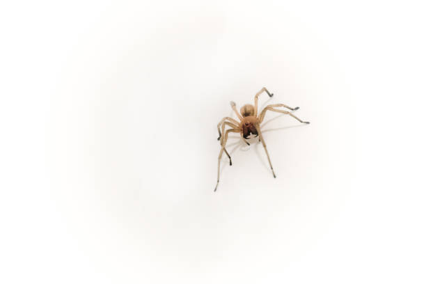 Small but poisonous spider - Yellow Spider Sak Small but poisonous spider - Yellow Spider Sak yellow spider stock pictures, royalty-free photos & images