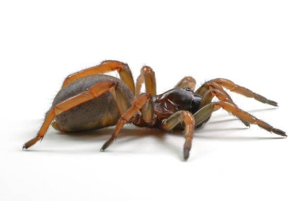 istock spider mygale isolated on a white background 1220992437