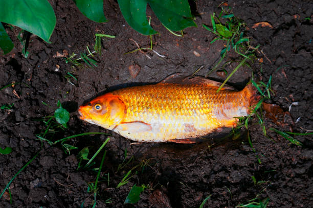 istock Dead fancy carp fish fishs or Koi carp fish diseases infected on pit soil 1220992528