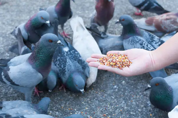 Photo of Pigeon eating from woman hand on the park,feeding pigeons in the park