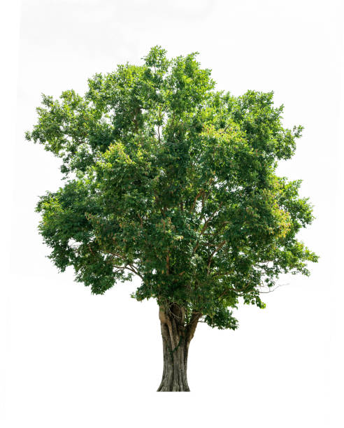 istock Tree isolated on white background for use in architectural design or more. 1220993231