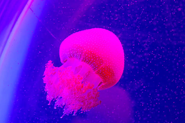 istock Bright pink jellyfish on the blue background 1220993313