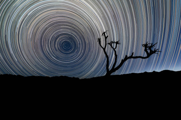 istock Circular star trails and a silhouetted Quiver Tree 1220993785