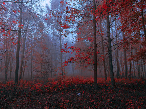 istock Mystical dark forest in thick fog in red tones 1220993959